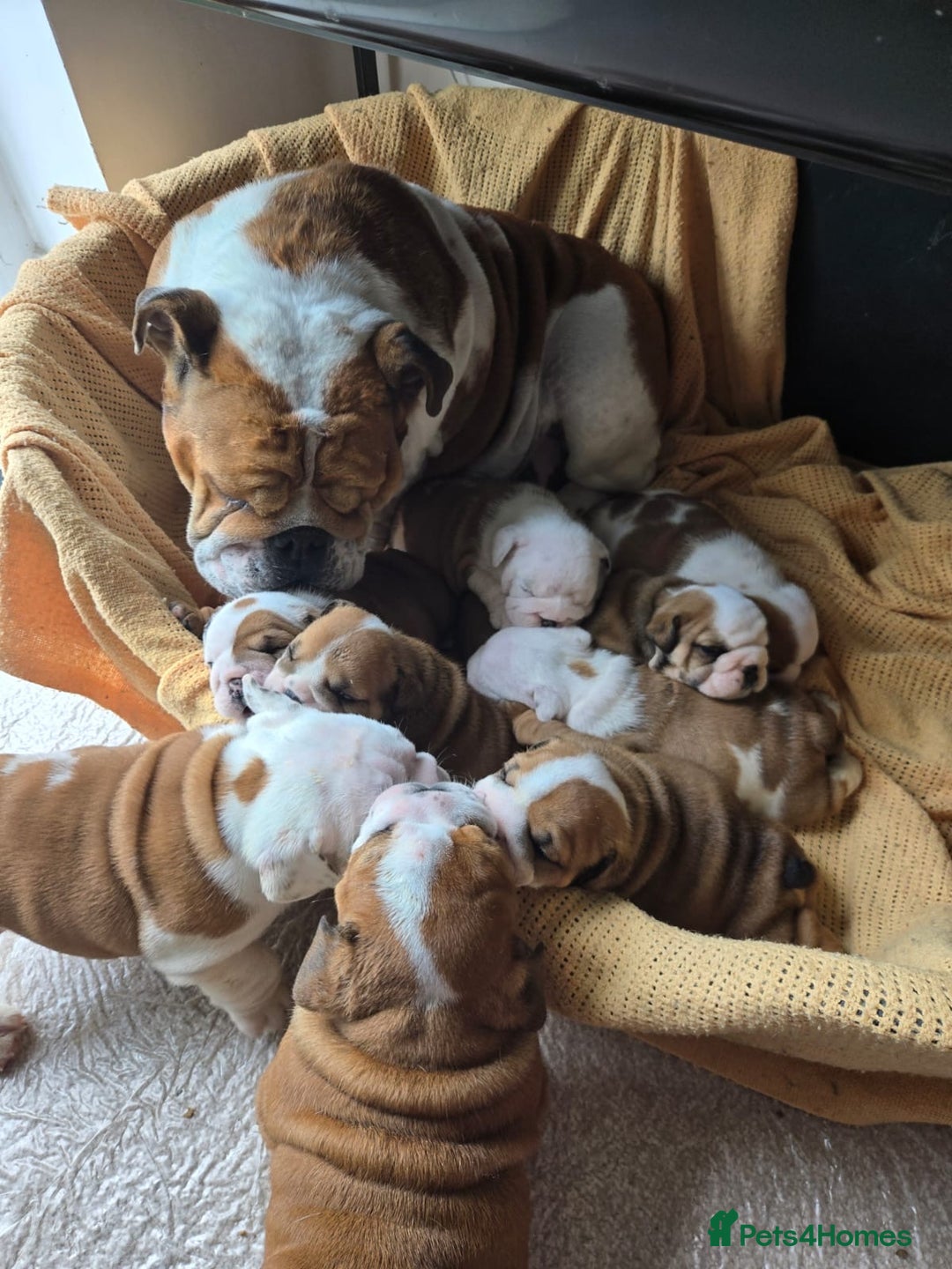 English Bulldog dogs for sale: Show Kennel Avaword Bulldog puppies  - Image 7