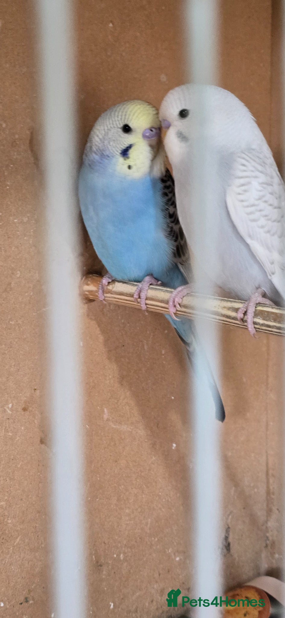 Budgerigars birds Gorgeous Baby Budgies - Advert 2
