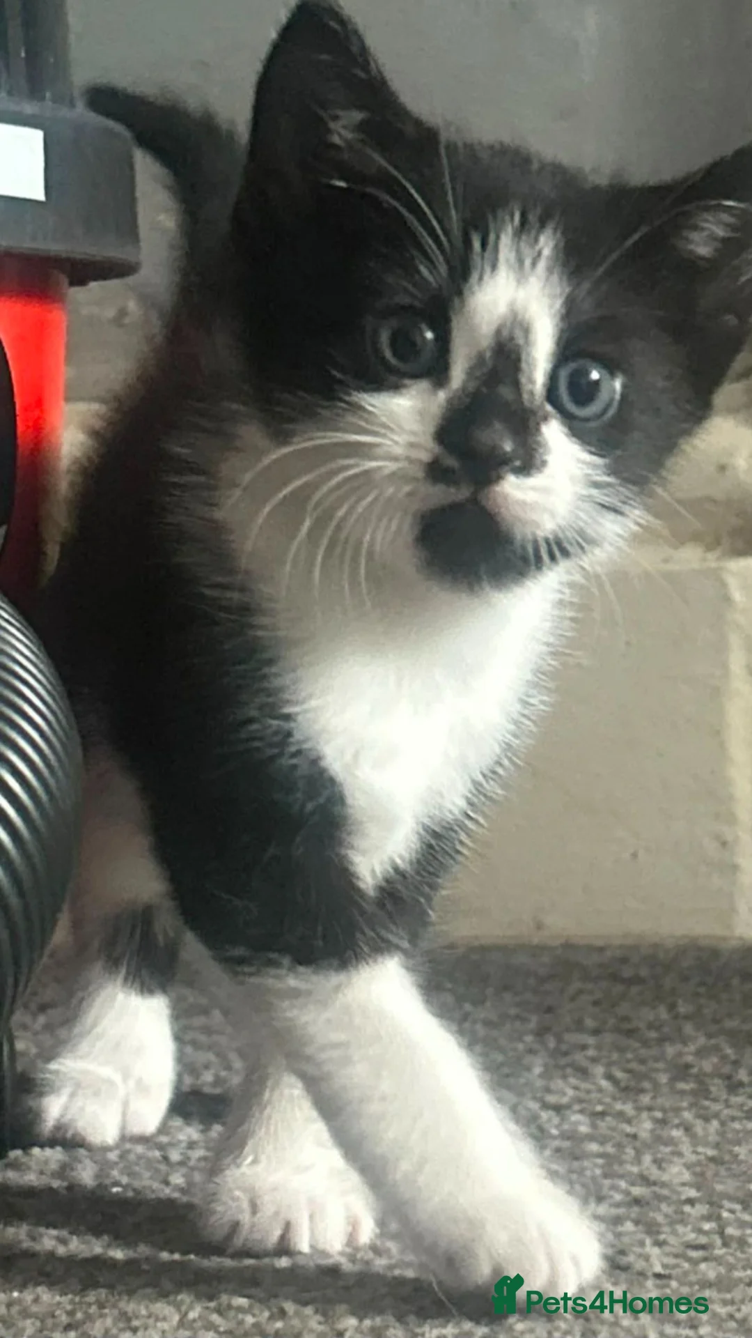 Mixed Breed cats for sale: Black and white female kitten for sale - Advert 4