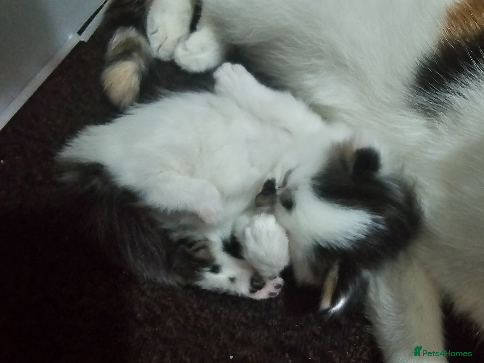 Mixed Breed cats Playful Cute fluffy kitten ready to leave - Advert 2