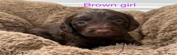Cockapoo dogs for sale: Cute Cockerpoo pups for sale - Advert 4