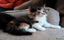Mixed Breed cats for sale: 4 Gorgeous half-Ragdolls  - Image 1