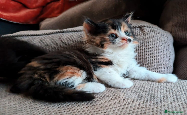 Mixed Breed cats - Advert 4