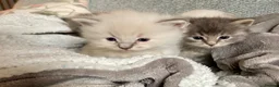 Ragdoll cats for sale: Unique Ragdoll Kittens - health tested parents - Advert 10