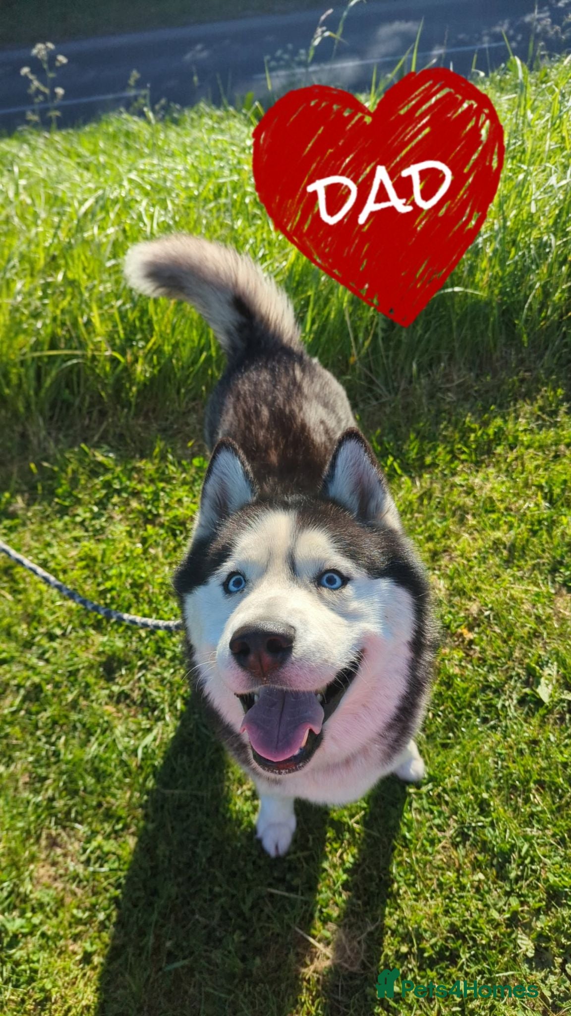 Siberian Husky dogs Siberian husky puppys - Advert 2