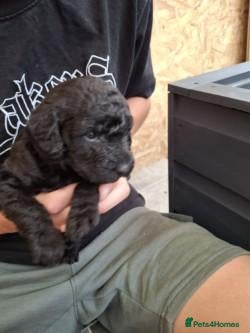Labradoodle dogs Beautiful Labradoodle Puppies Available  - Advert 2