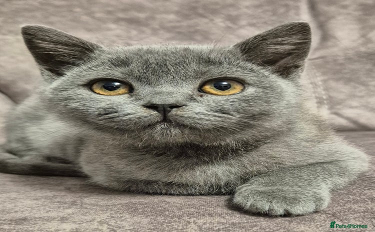 British Shorthair cats - Advert 2