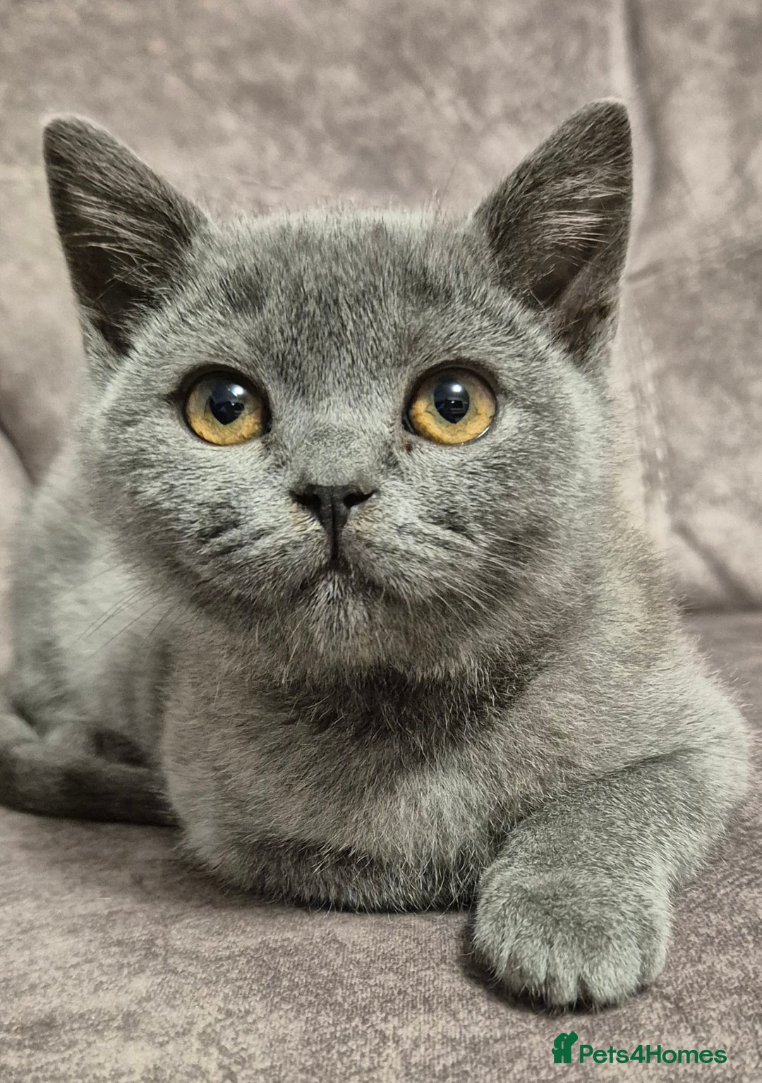 British Shorthair cats for sale: **Stunning TICA Registered Blue male** - Image 1