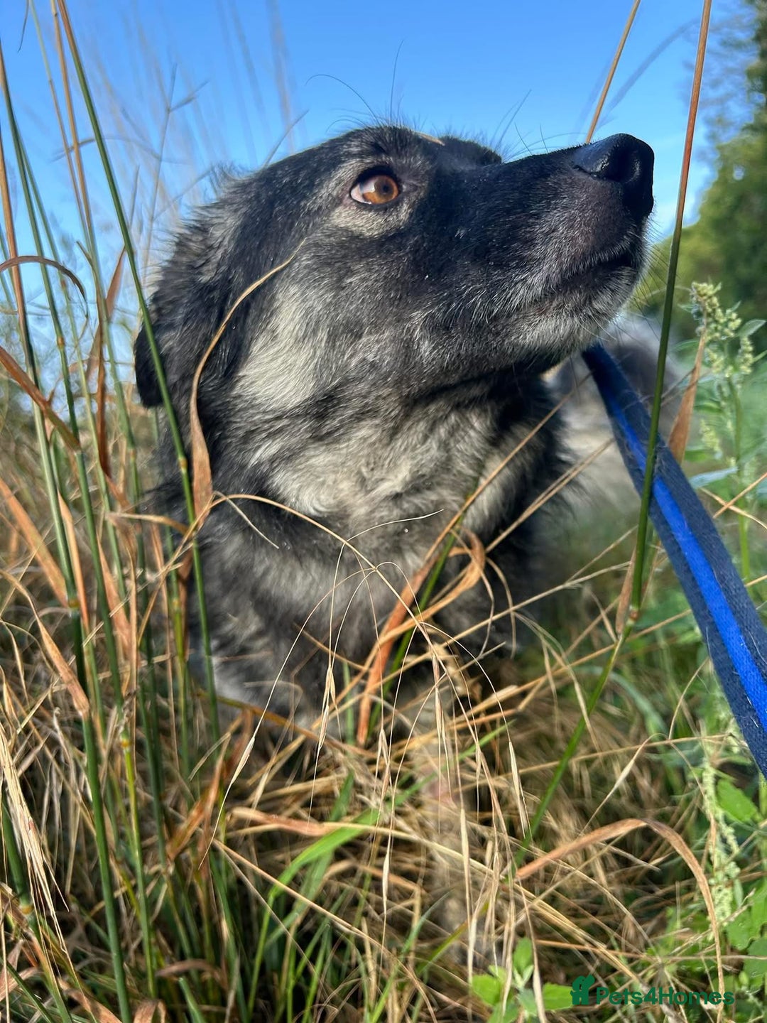 Mixed Breed dogs for adoption: Roberto - Norwich Norfolk  - Image 6
