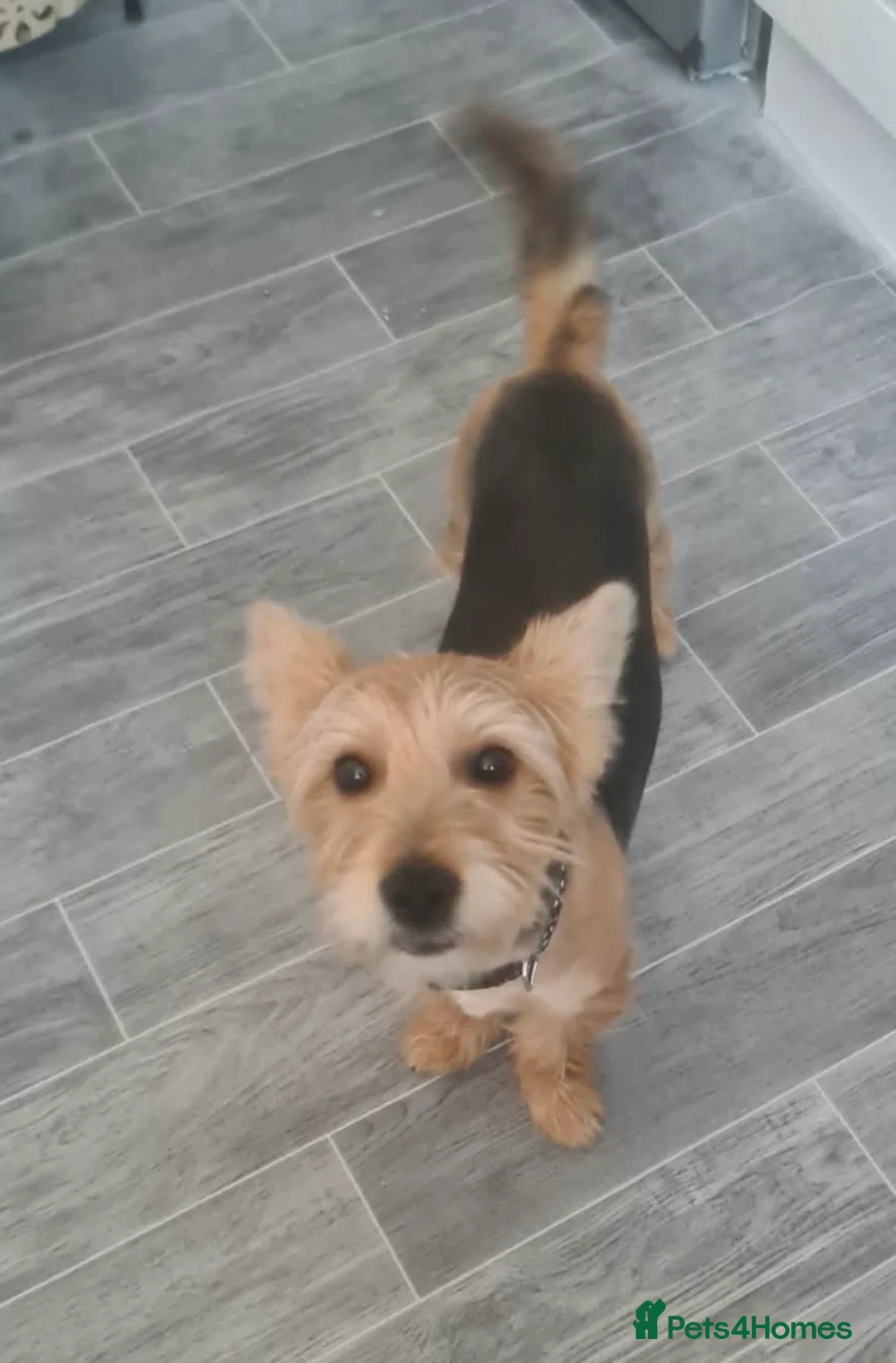 Yorkshire Terrier dogs for sale: Benji - Advert 1
