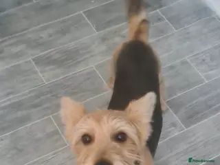 Yorkshire Terrier dogs Benji - Advert 8