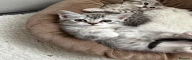 British Shorthair 1