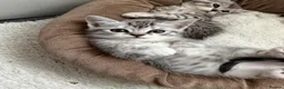 British Shorthair cats for sale: 2 Kittens  - Advert 5