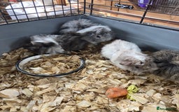 Guinea Pig rodents for sale: Lots of lovely baby guinea pigs - Image 2