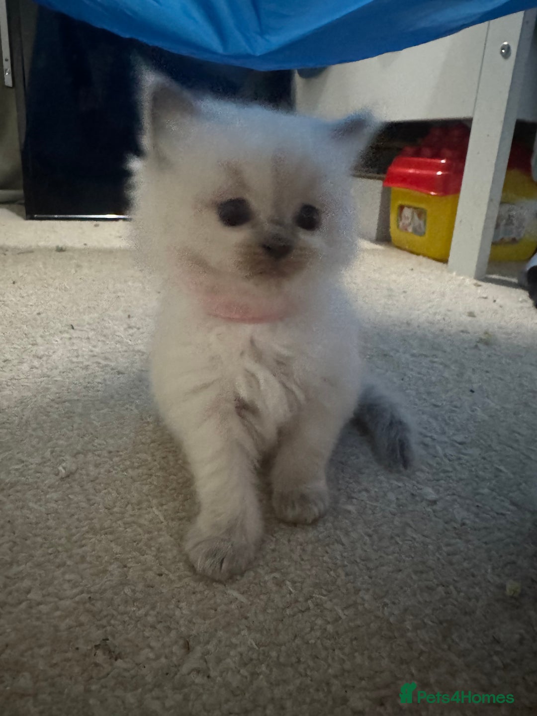 Ragdoll cats for sale: Purebred Ragdolls for sale - Advert 14