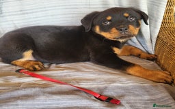 Rottweiler dogs for sale: Chunky Rottweiler Puppies  - Image 5