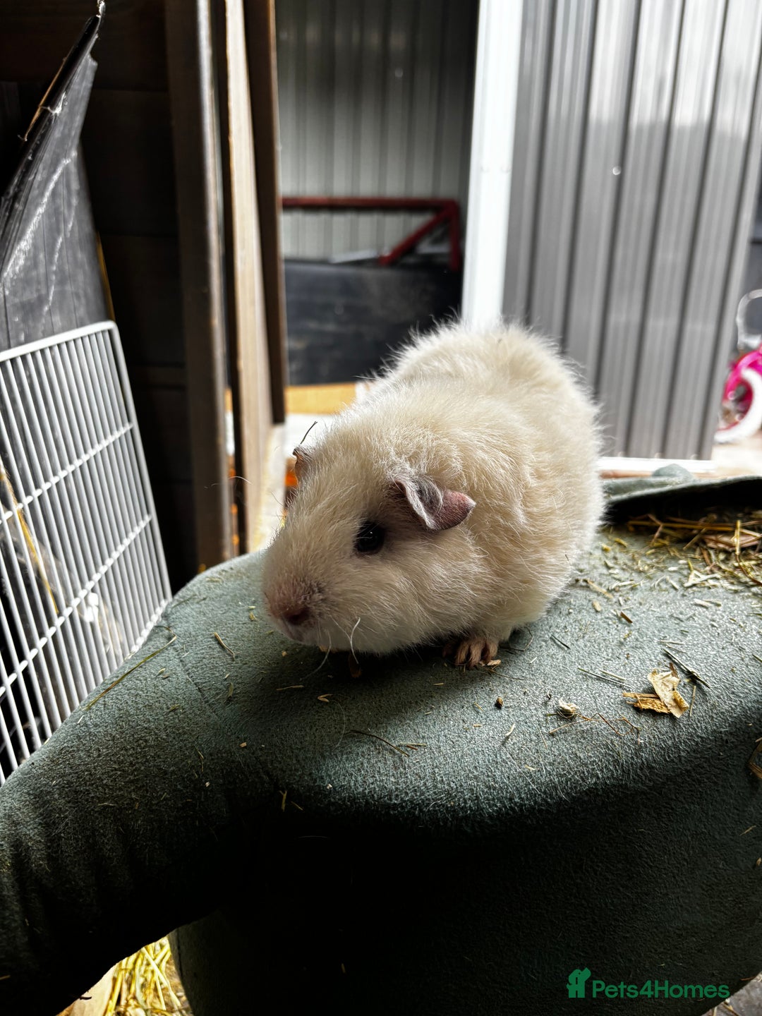 Guinea Pig rodents for sale: Guinea pigs - Image 9
