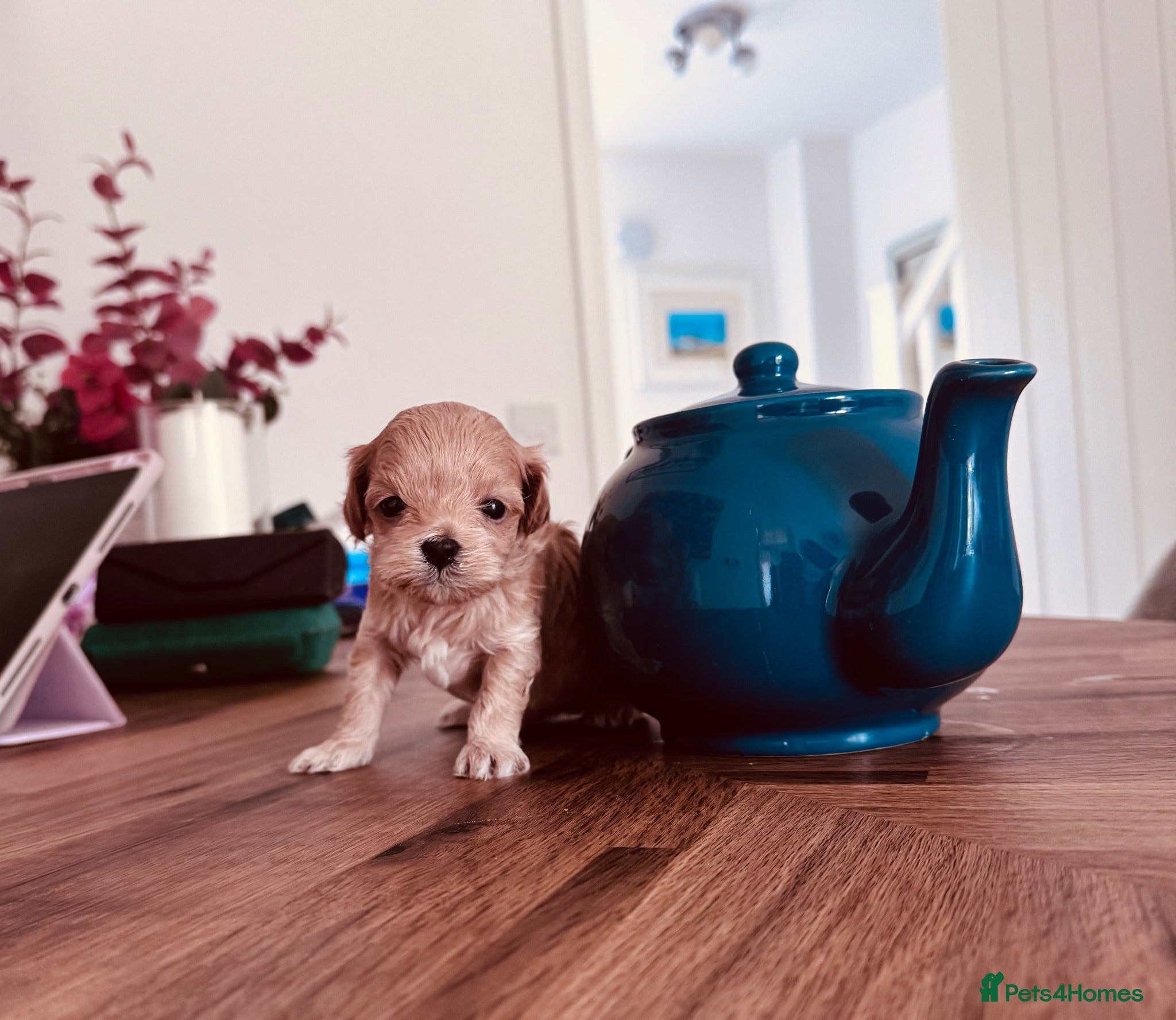 Maltese dogs Korean & Asian Lines 🧸Tiny Maltipoo 🧸Puppies - Advert 2