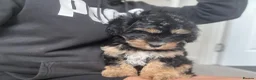 Cavachon dogs for sale: Cavachon boy puppy - Advert 4