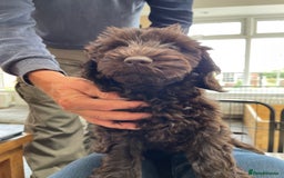Australian Labradoodle dogs for sale: Pure Australian Labradoodles - READY TO LEAVE  - Image 18