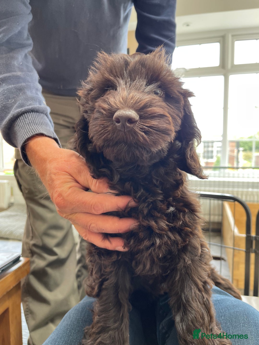 Australian Labradoodle dogs for sale: Pure Australian Labradoodles - READY TO LEAVE  - Image 18