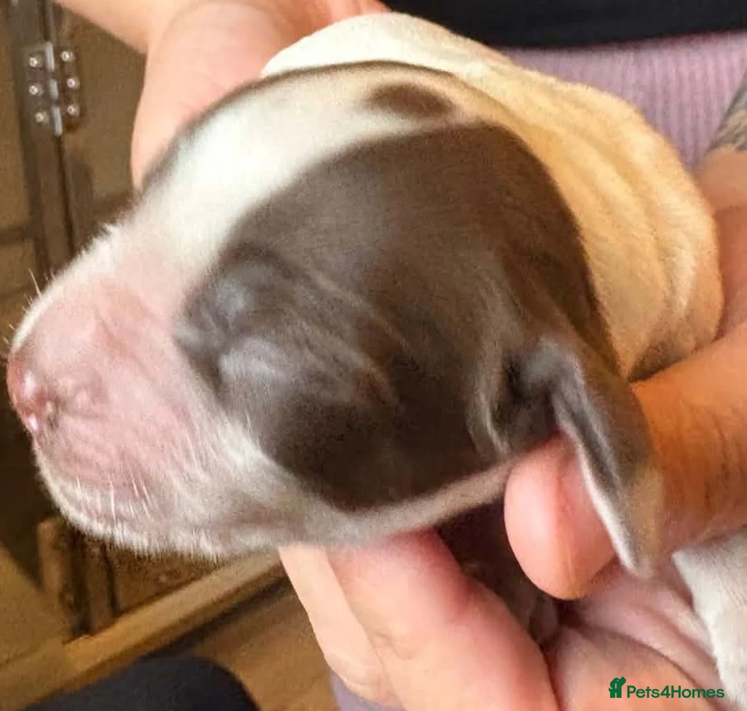 Sprocker dogs for sale: STUNNING SPROCKER PUPS - Advert 2