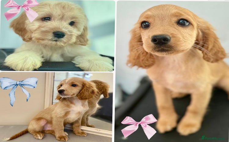 Cockapoo dogs - Advert 2
