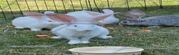 Continental Giant rabbits for sale: REW continental giant buck - Advert 3