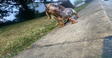 Miniature Dachshund dogs - Advert 8