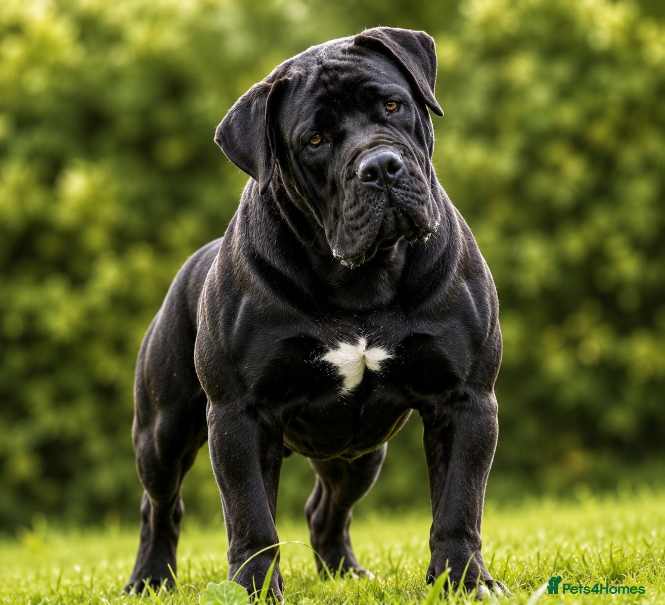 Boerboel dogs for stud: Beautiful Black Boerboel For STUD - Advert 1