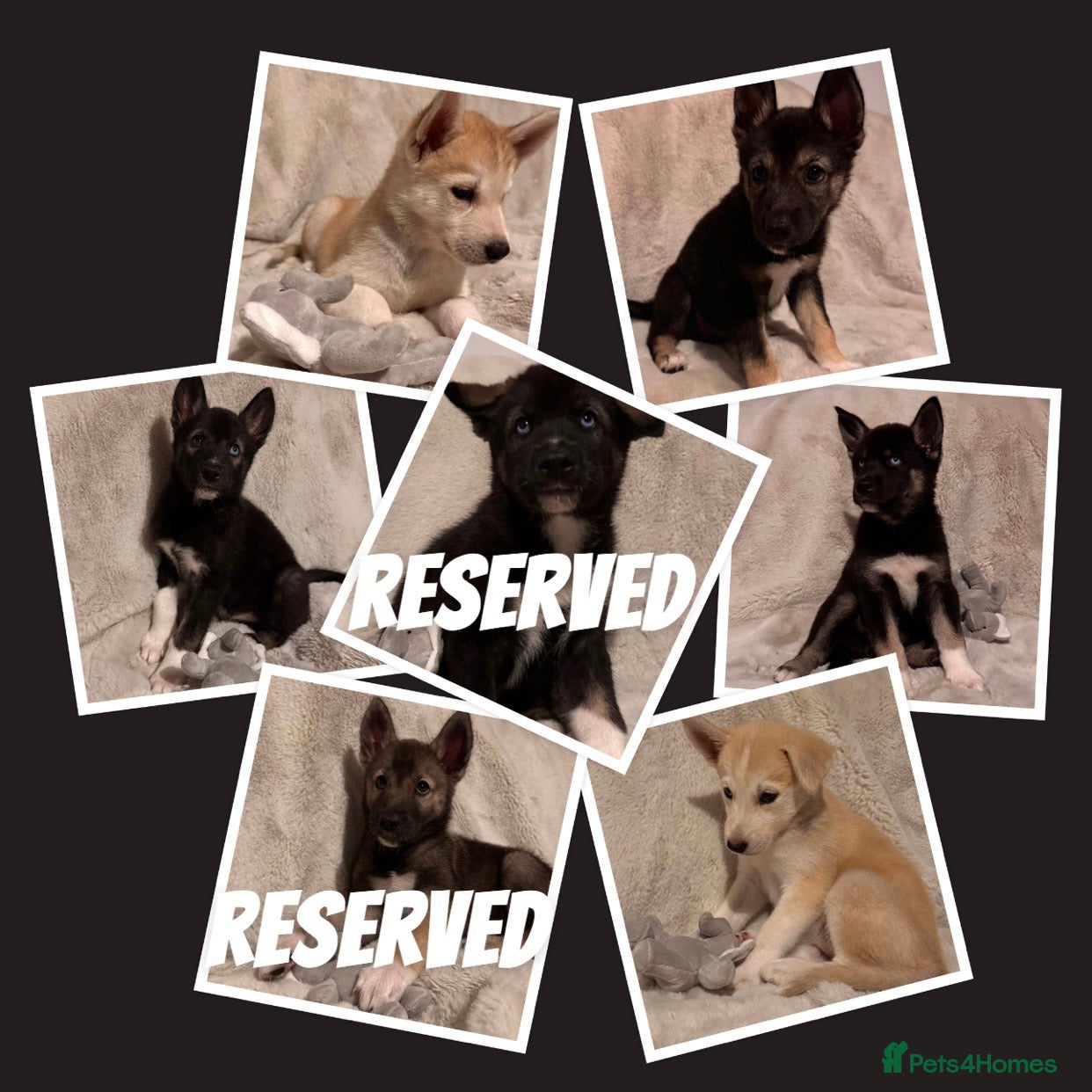 Shepsky dogs Outstanding Family-Raised Puppies - Advert 17
