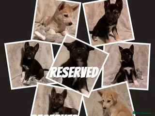Shepsky dogs Outstanding Family-Raised Puppies - Advert 17