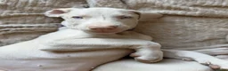 Dobermann dogs for sale: Exceptional White & Cream Doberman Puppies - Advert 39