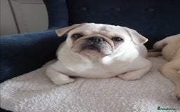 Pug dogs for sale: Stunning Male pug pups - Image 9