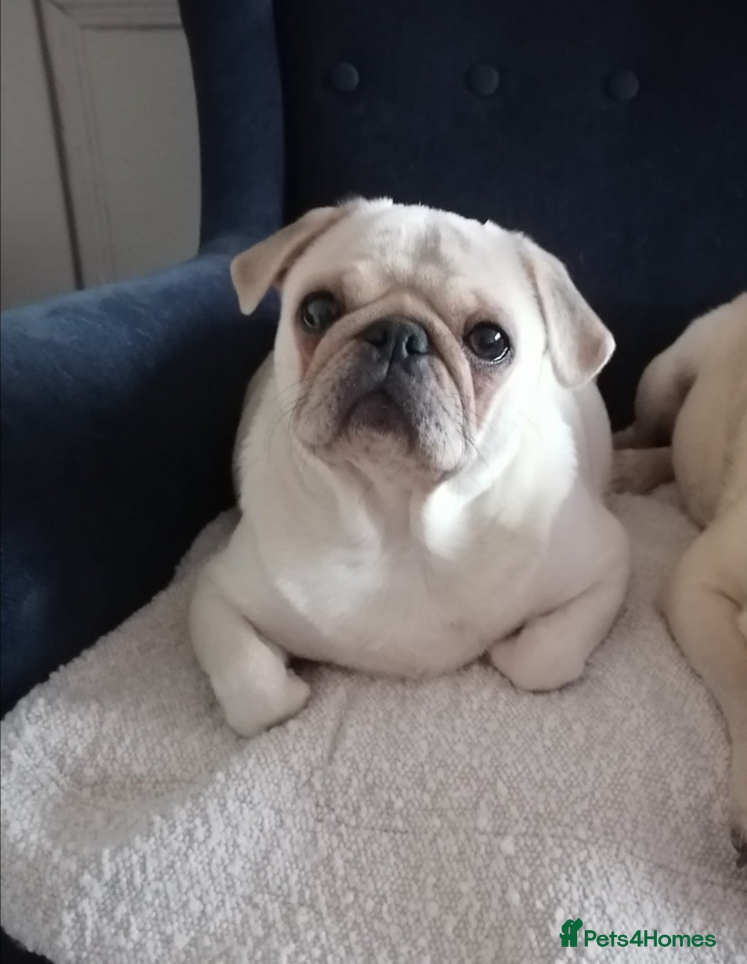 Pug dogs for sale: Stunning Male pug pups - Image 9