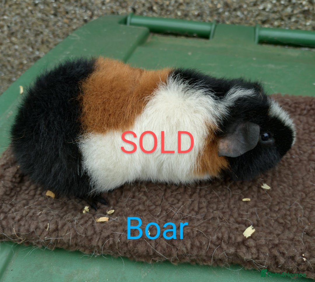 Guinea Pig rodents for sale: Guinea pigs For sale - Image 5
