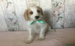 Bordoodle dogs for sale: Adorable & Confident Collie x poodle pups - Image 15