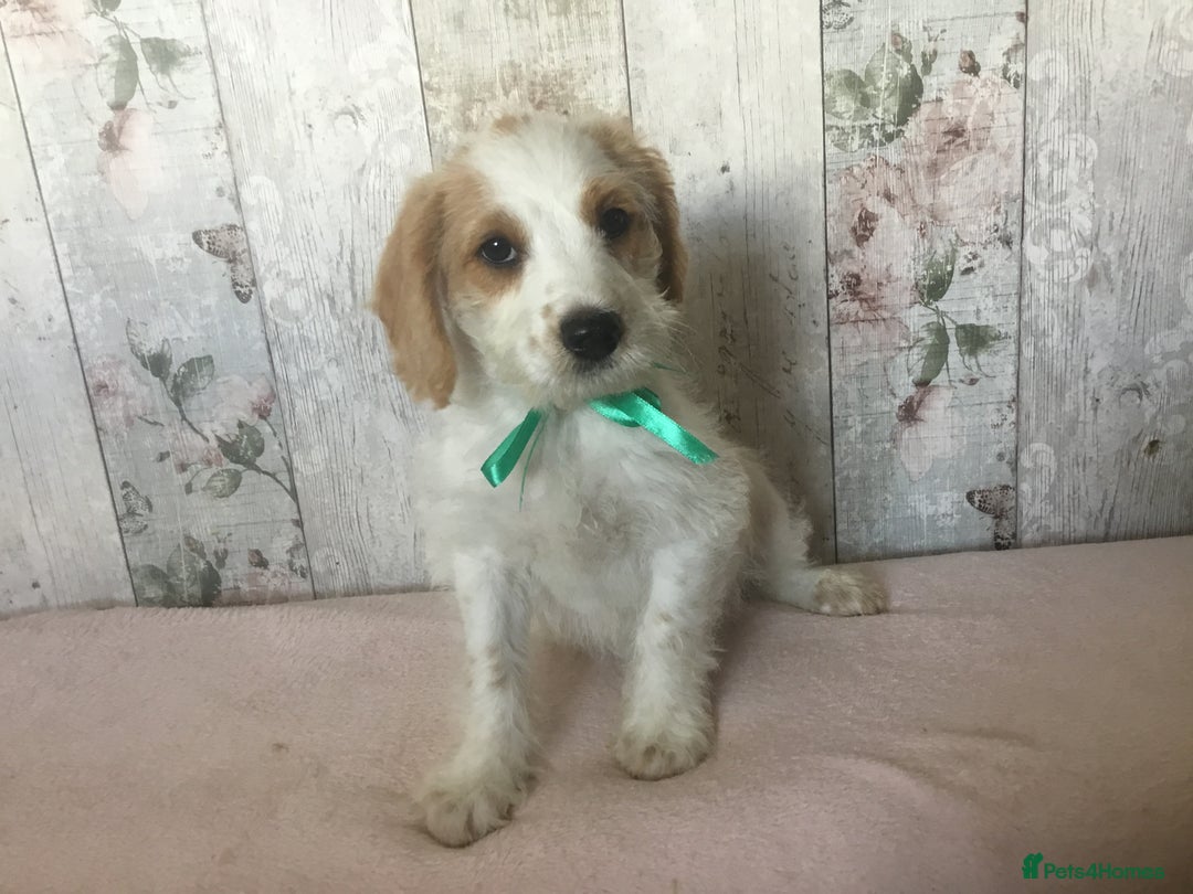 Bordoodle dogs for sale: Adorable & Confident Collie x poodle pups - Image 15