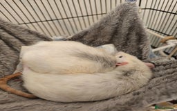 Rat rodents for sale: 2 Dumbo Rats for Rehoming - Image 1