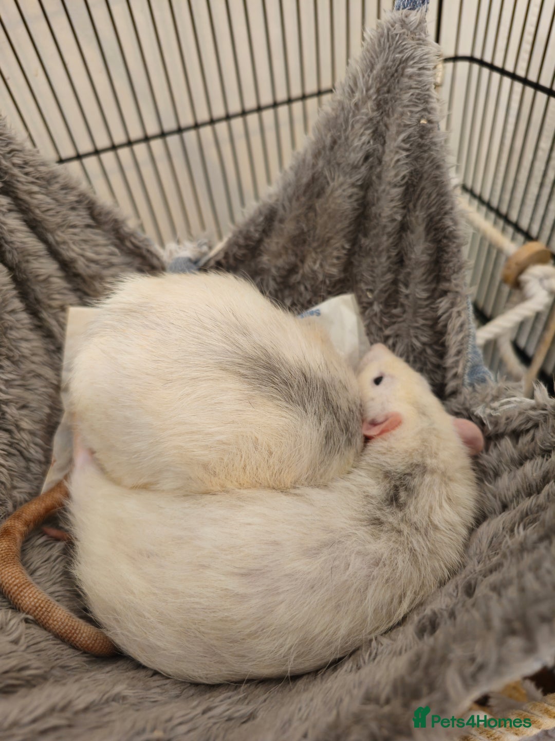 Rat rodents for sale: 2 Dumbo Rats for Rehoming - Image 1