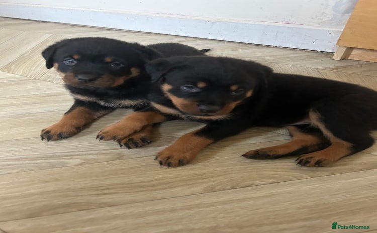 Rottweiler dogs - Advert 13