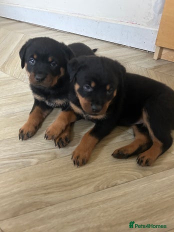Rottweiler dogs - Advert 2