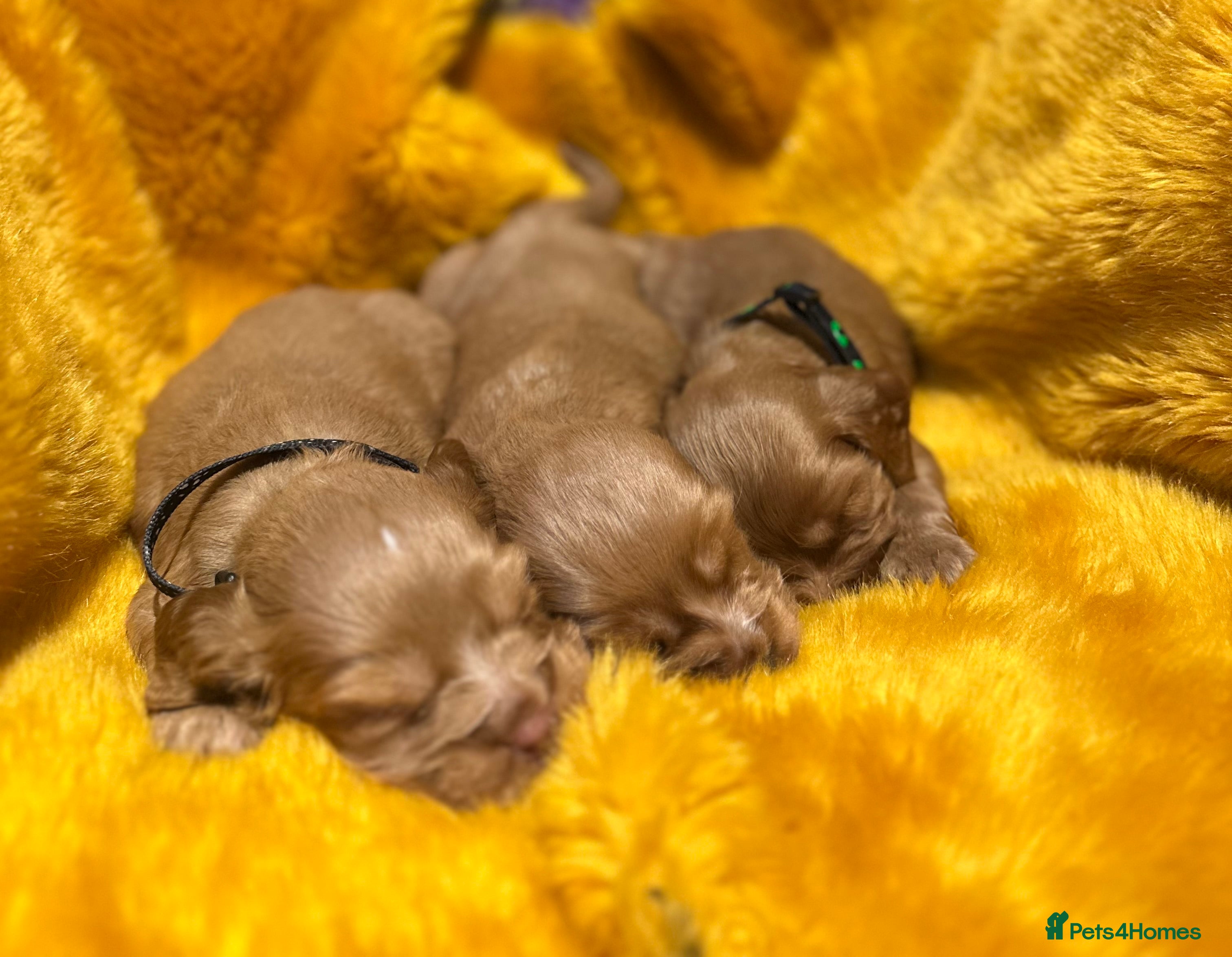 Cocker Spaniel dogs Our Stunning Cocker spaniels  - Advert 1