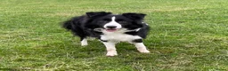 Border Collie dogs for sale: REGISTERED & HEALTH TESTED BITCH - Advert 1