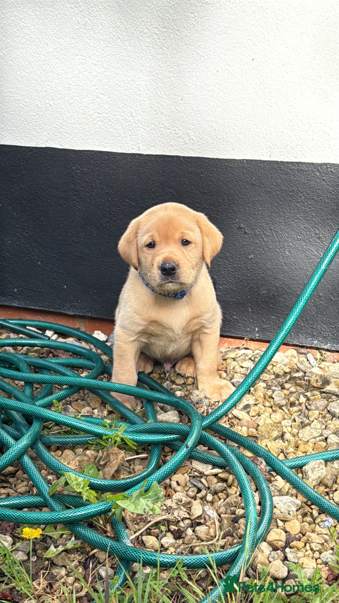 Labrador Retriever dogs Gorgeous Labrador Puppies  - Advert 1