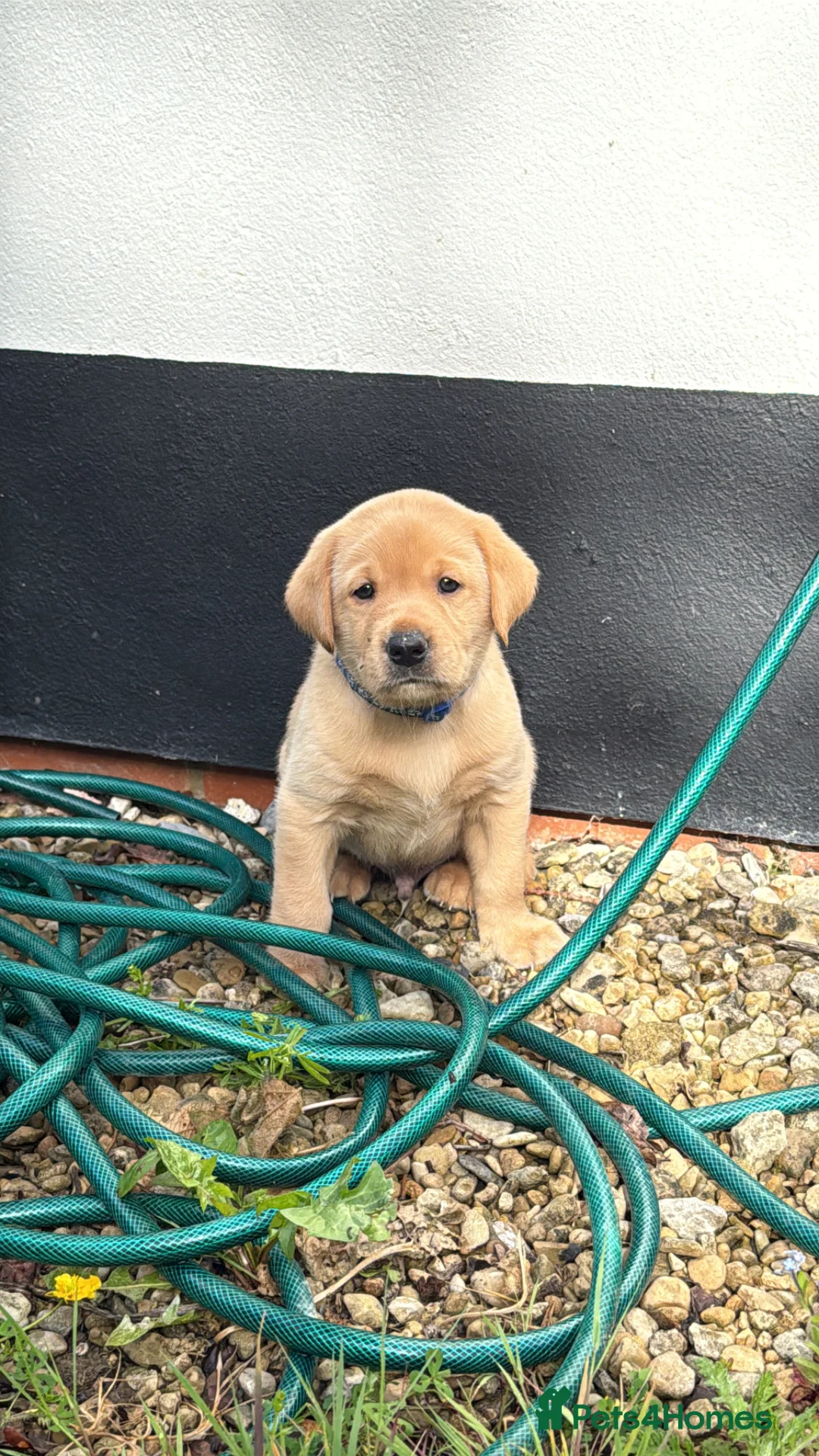 Labrador Retriever dogs for sale: KCcGorgeous Labrador Puppies  - Advert 1