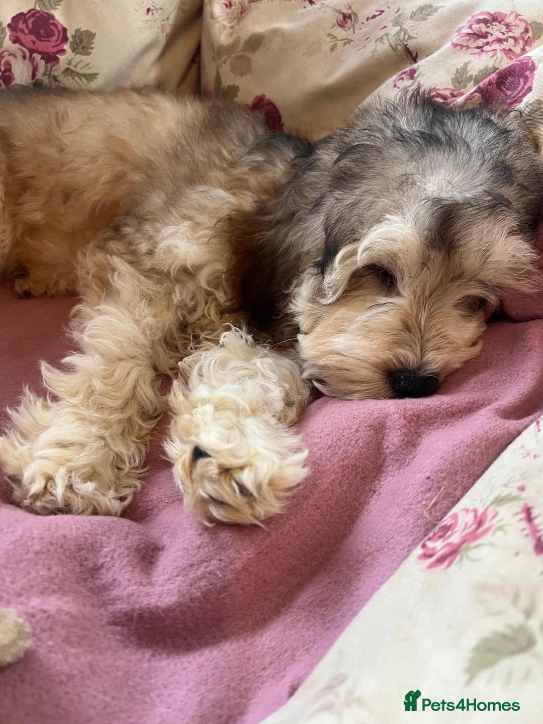 Cockapoo dogs for sale: F1 cockapoo puppies  - Image 5