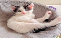 Mixed Breed cats for sale: 5 Beautiful Black & White Kittens Available  - Image 4