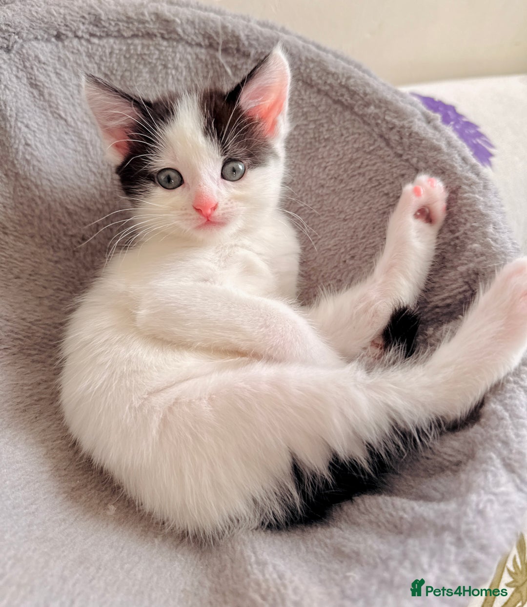 Mixed Breed cats for sale: 5 Beautiful Black & White Kittens Available  - Image 4