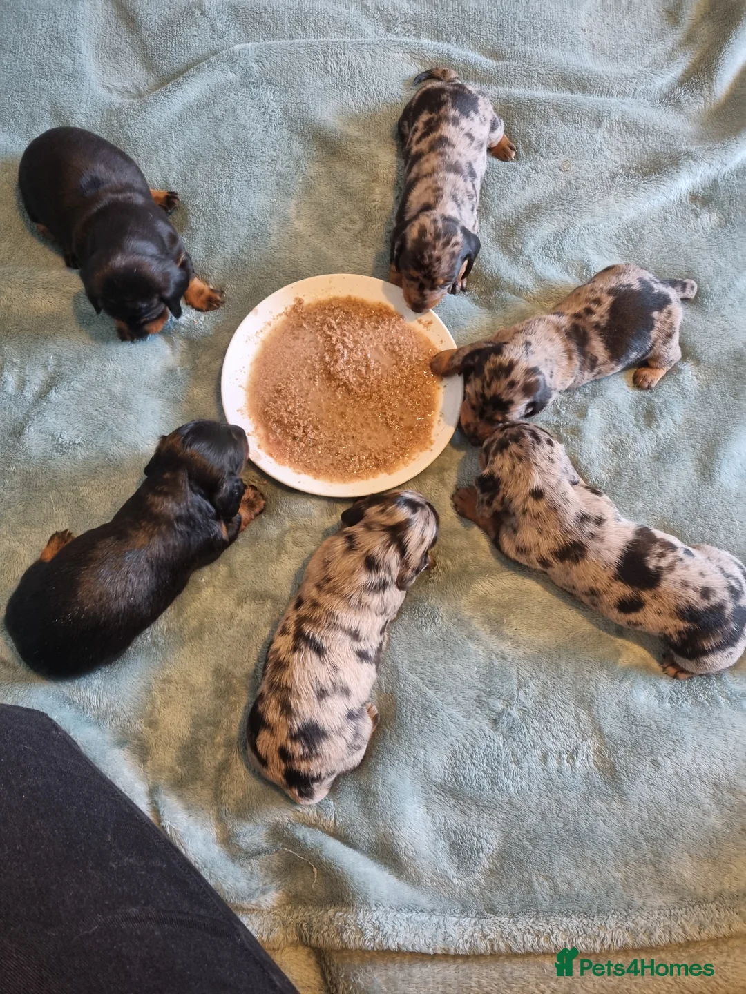 Miniature Dachshund dogs for sale: Miniature dachshunds - Advert 1